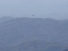 熊か狗か・・？？？