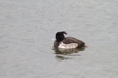 キンクロハジロ