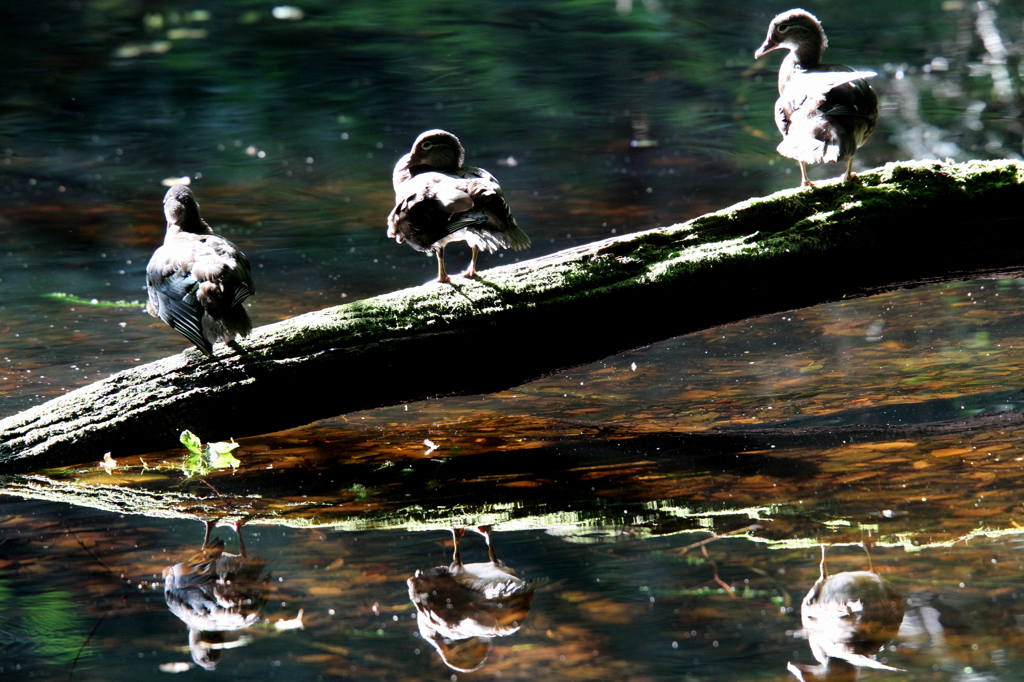 白神・十二湖の思い出