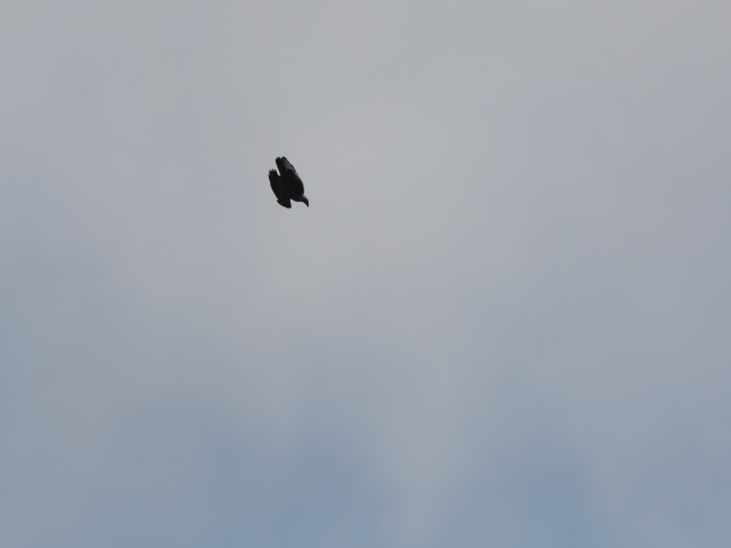 イヌワシ波状飛行⑰