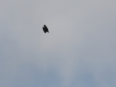 イヌワシ波状飛行⑰