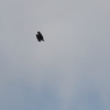 イヌワシ波状飛行⑰