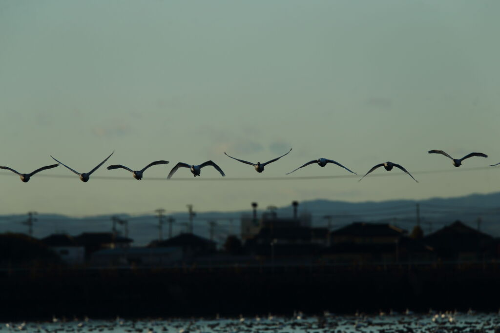 大沼の野鳥