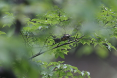 心配そうに見守る親鳥？