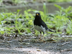 クロツグミ
