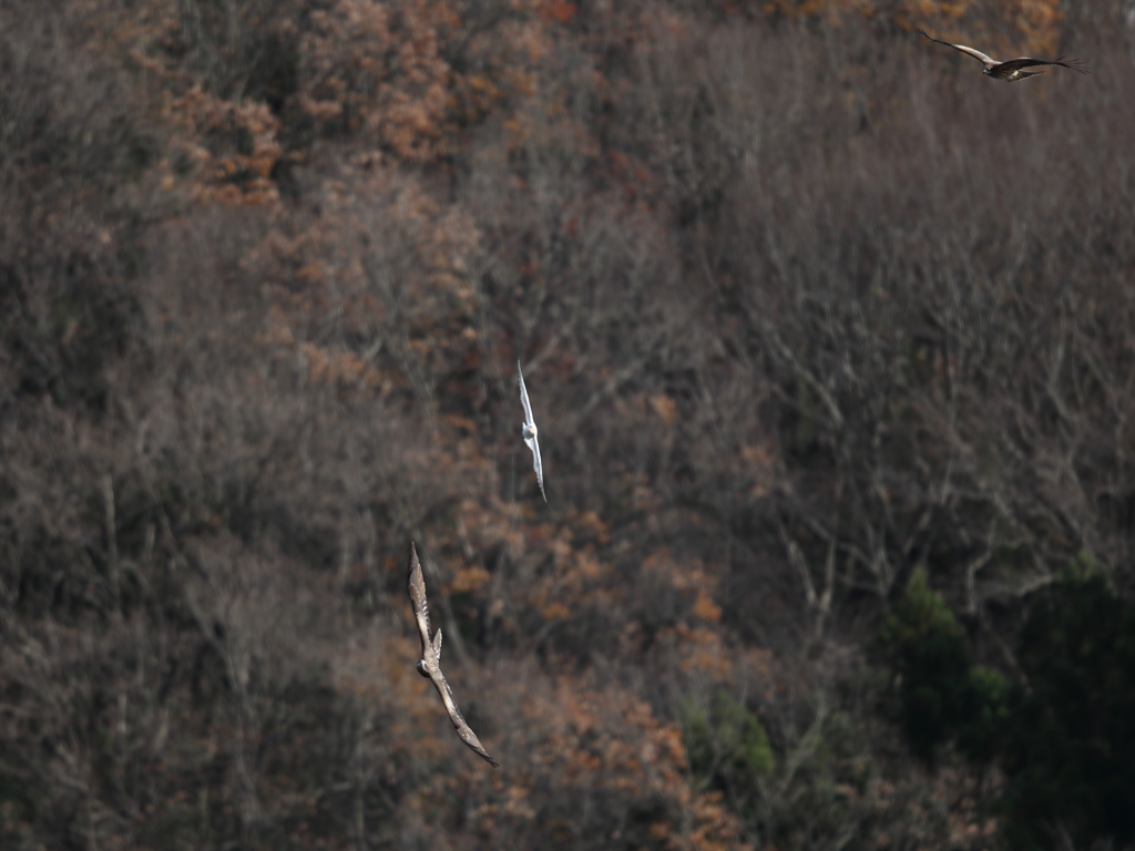 取ってみな～。