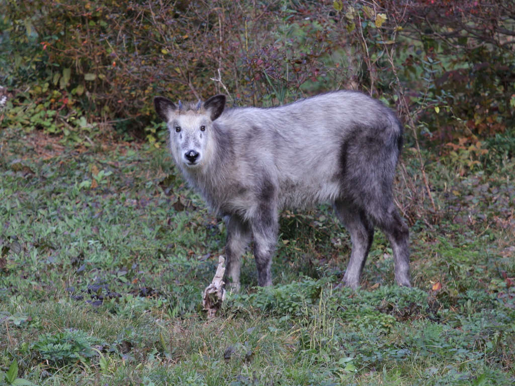 カモシカ
