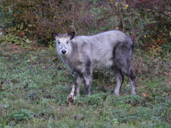 カモシカ