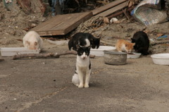 生き延びた猫たち