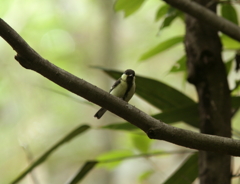 シジュウカラ若鳥
