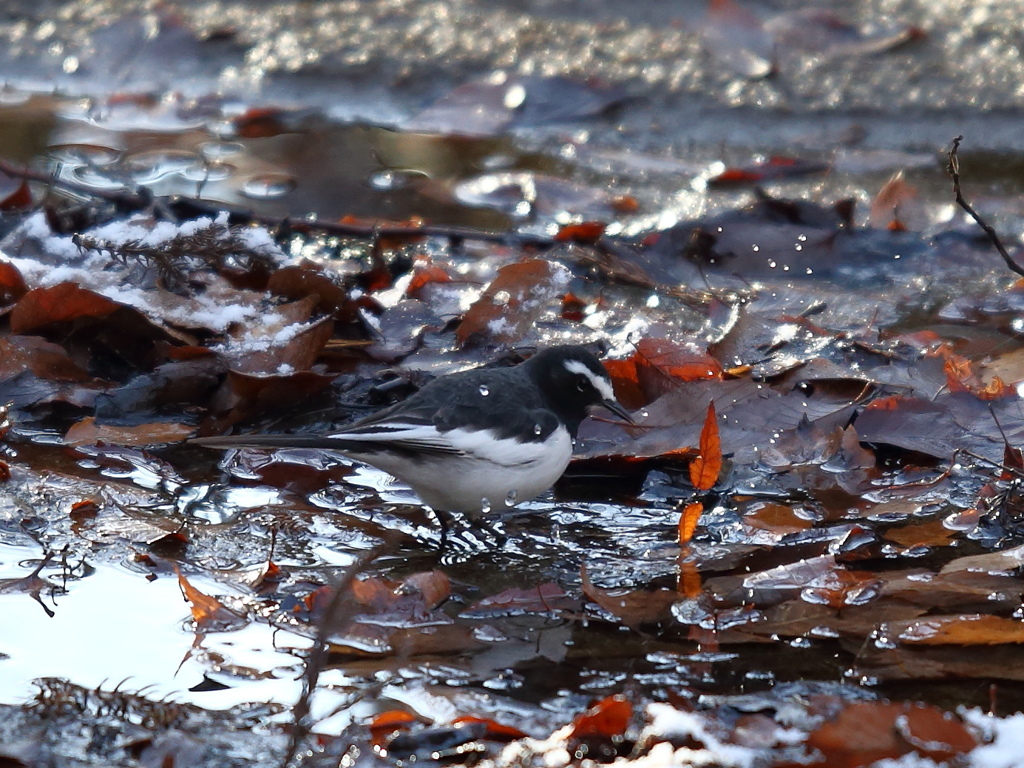 セグロセキレイ