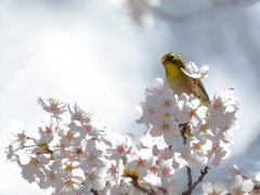 桜とメジロ