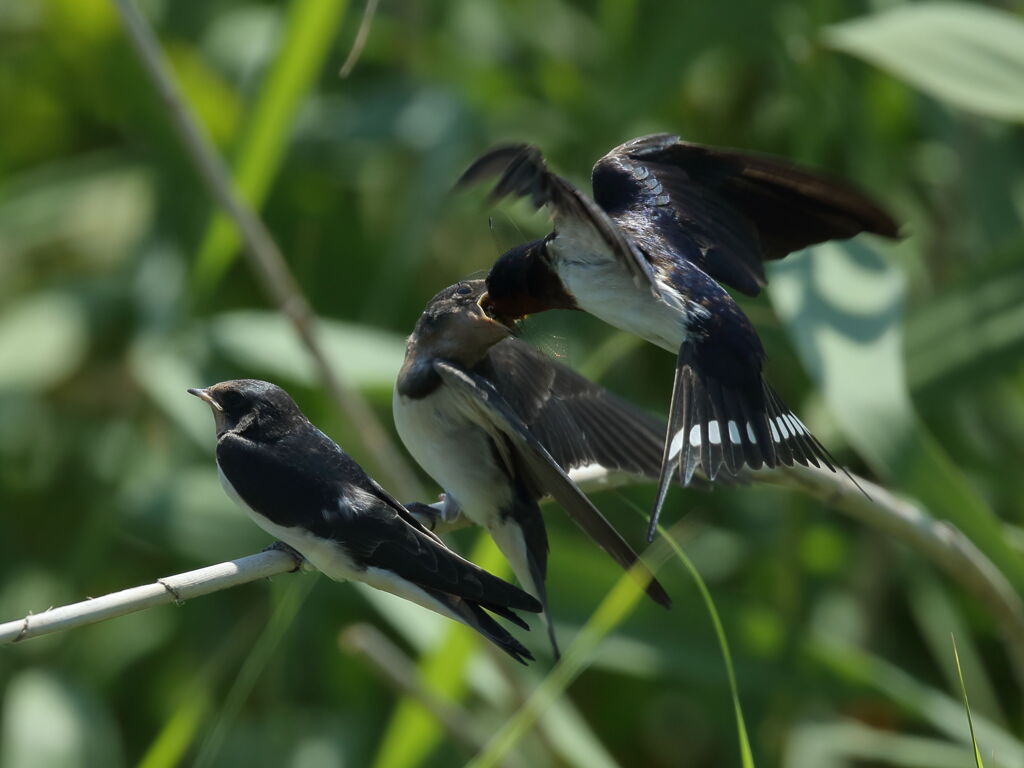 大沼の野鳥