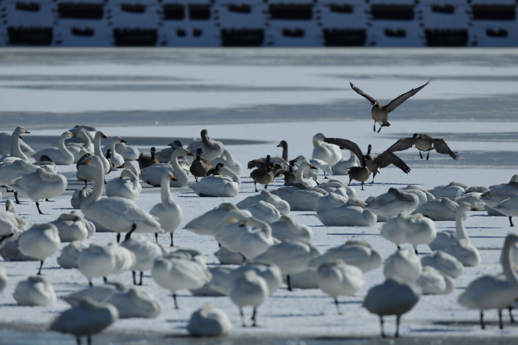 大沼の野鳥