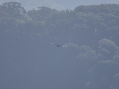 鳥海山