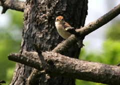 モズ幼鳥