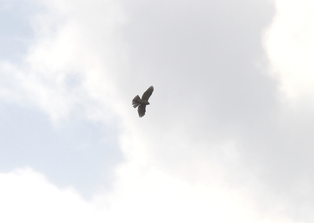 オオ～タカだ！②