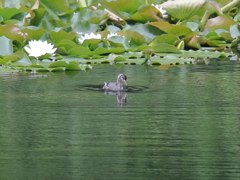 ハスと水鳥