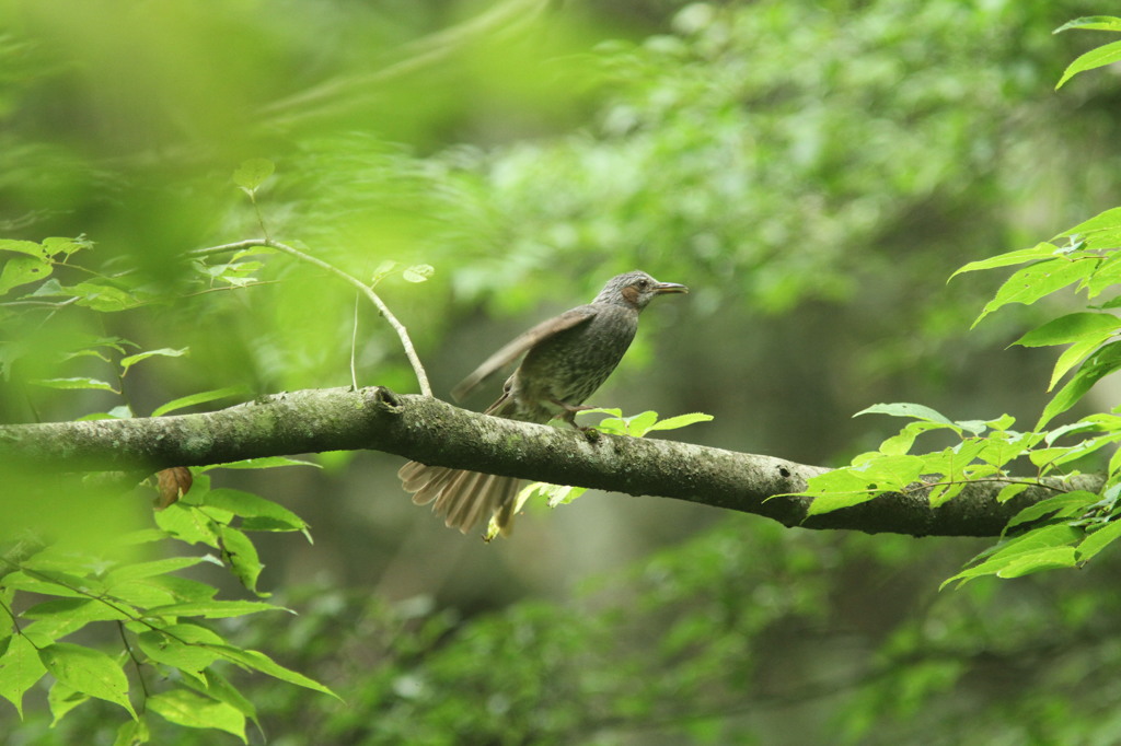なんだヒヨちゃんか・・①
