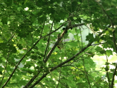 木の上は大賑わい