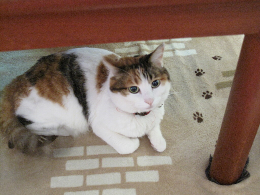 猫の日