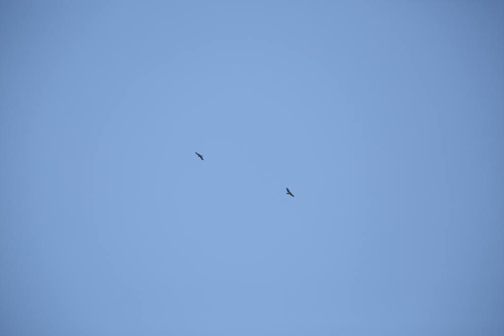 鉾立（ほこだて）　イヌワシペア