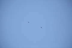 鉾立（ほこだて）　イヌワシペア