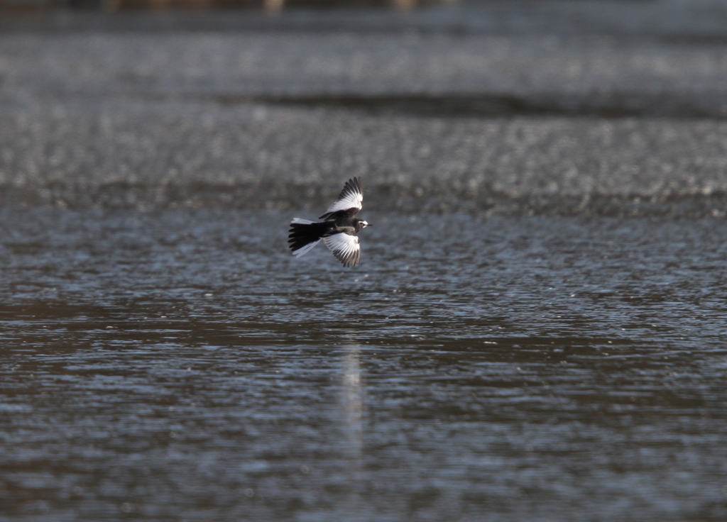 セグロレキレイ