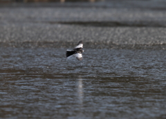 セグロレキレイ