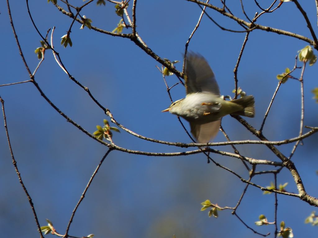 センダイムシクイ