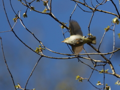 センダイムシクイ