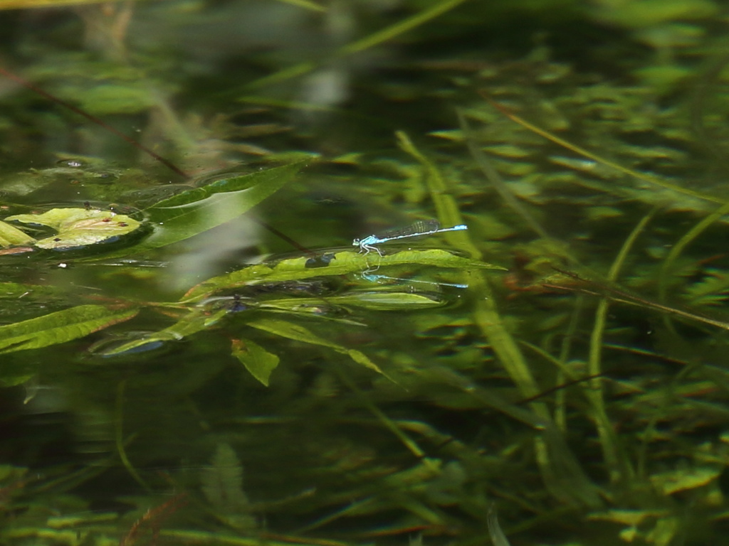 ルリイトトンボ