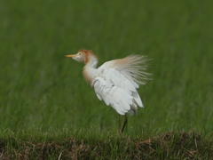 アマサギ