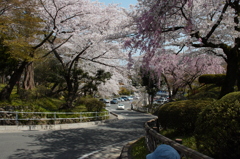 桜坂