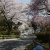 桜坂