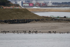 コクガンとサーファー