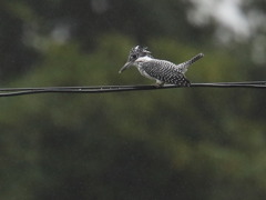 ヤマセミ大物を獲る①