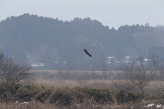 オジロワシ