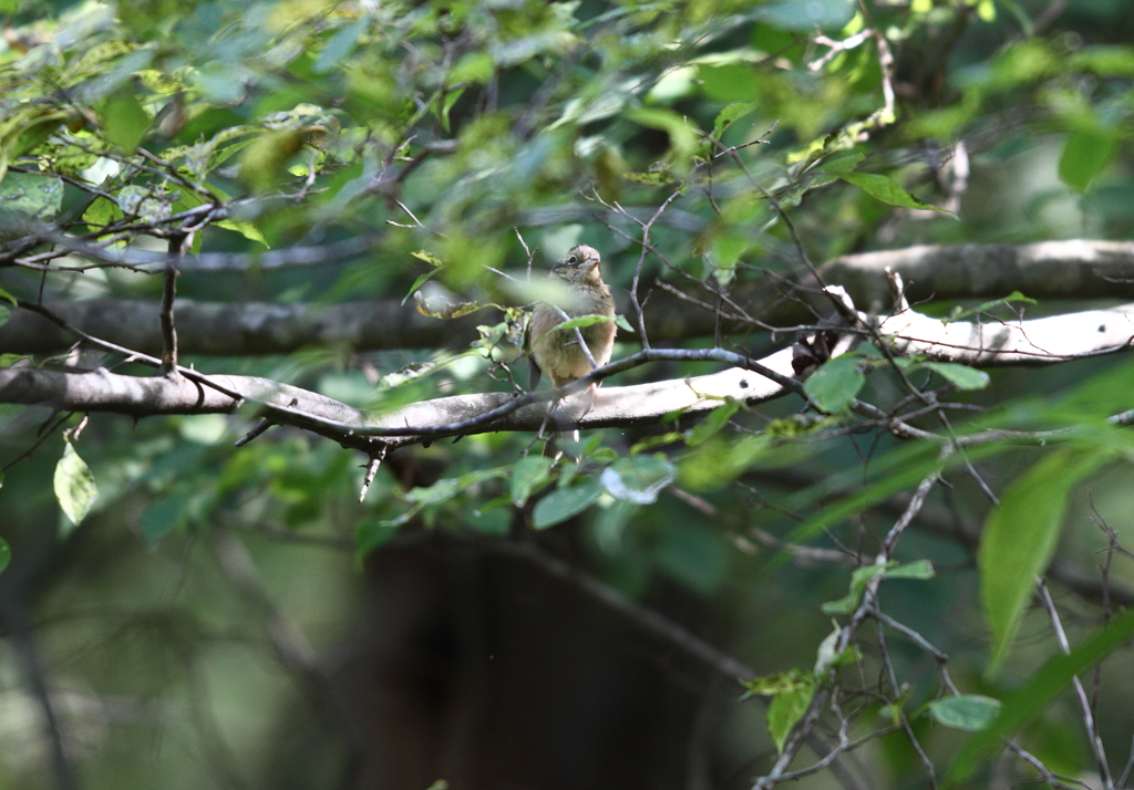 つぶらな瞳の君