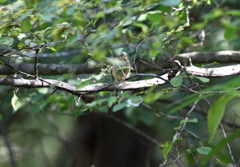 つぶらな瞳の君