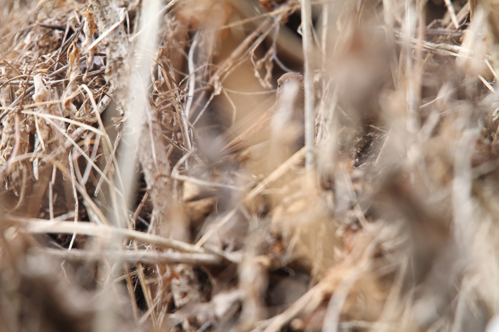 可愛いのをもう一枚・・。