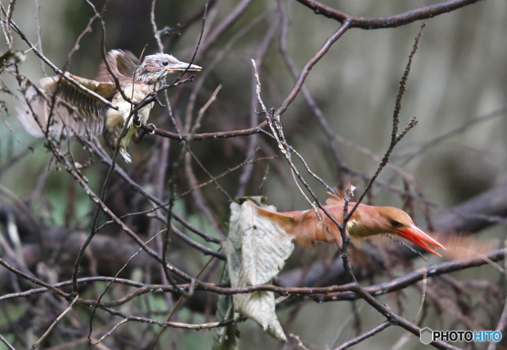勇気をだしなさい！の少し前
