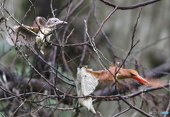 勇気をだしなさい！の少し前
