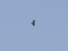 クマタカの空