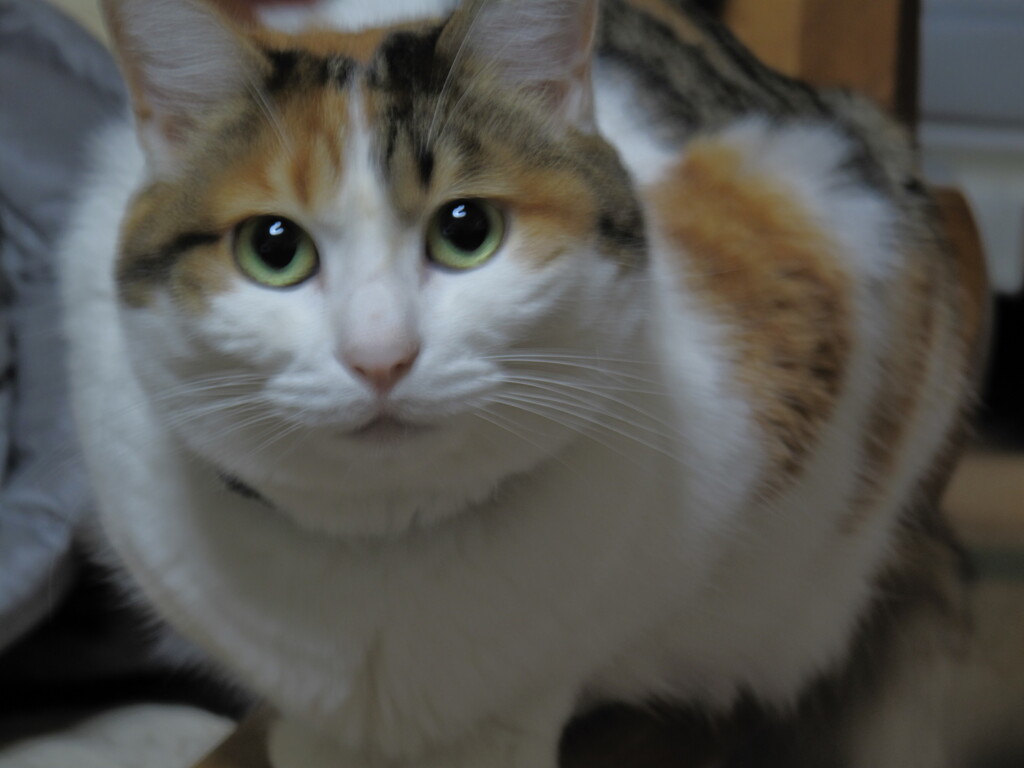 猫の日