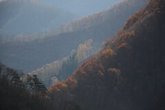 唐松
