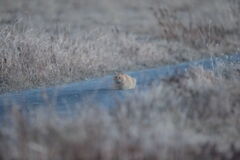 荒野のハンターⅡ