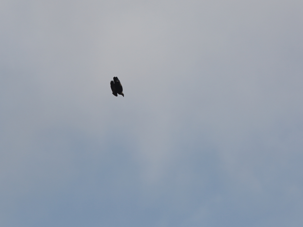 イヌワシ波状飛行⑱