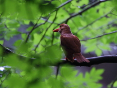 アカショウビン