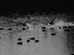 白鳥離水